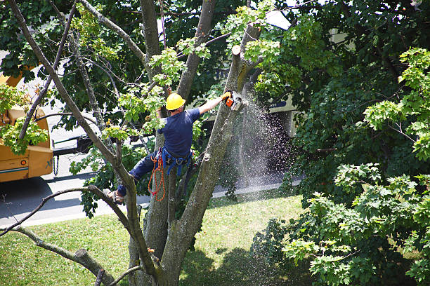 Best Lawn Grading and Leveling  in Greendale, IN