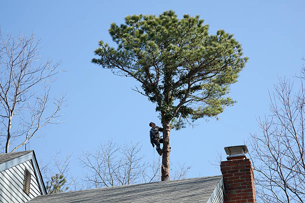 Reliable Greendale, IN Tree Removal Services Solutions