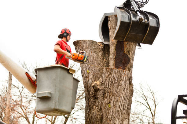 Best Hazardous Tree Removal  in Greendale, IN